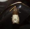 Notocelia cynosbatella